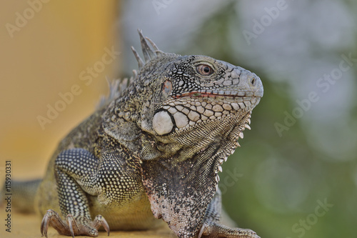 Leguan - Inguana - Reptil - Echse - Curacao - Karibik