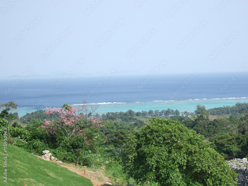 Obraz premium 沖縄の海 風景 水平線 緋寒桜 ヒカンサクラ 今帰仁城