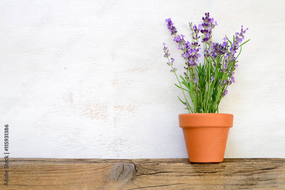 Fototapeta premium Lawenda rosnąca w doniczce