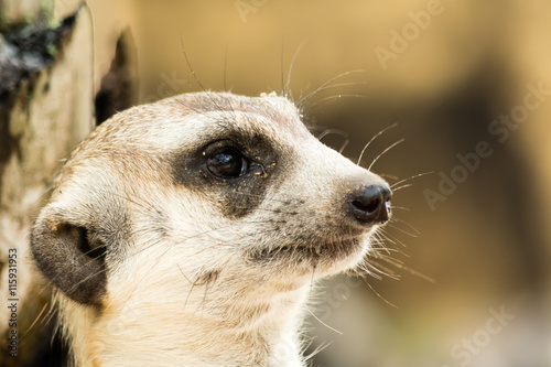 Meerkat face close up