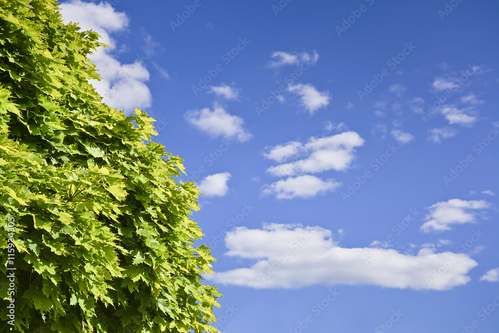 Obraz premium Green maple branches against a blue sky with clouds. Sunny summer afternoon in the park.