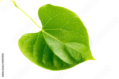 Heart shape leaf on white background  photo