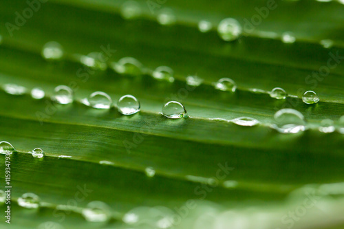 water drops on banana leaf nature background 