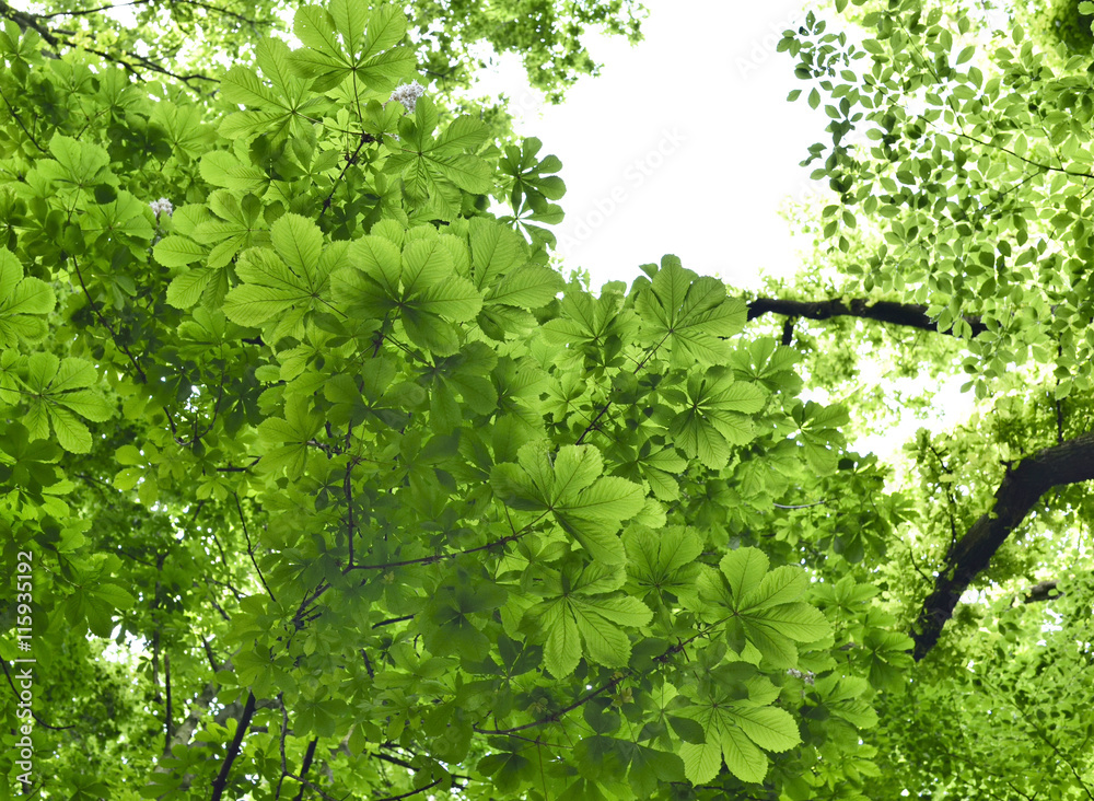 Mixed forest with chestnut tree and beech tree in the sun. Low angle view to the tree tops with smooth light. Nature background in springtime with fresh green leaves and copy space. Mixed forest with chestnut tree and beech tree in the sun. Low angle view to the tree tops with smooth light. Nature background in springtime with fresh green leaves and copy space.