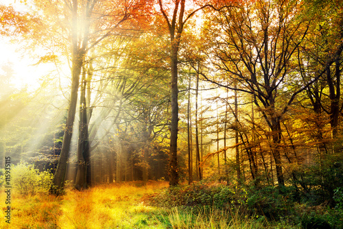 Sonnenstrahlen im Herbstwald am Morgen