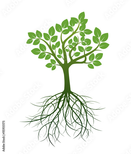 Green Tree and Roots. Vector Illustration.