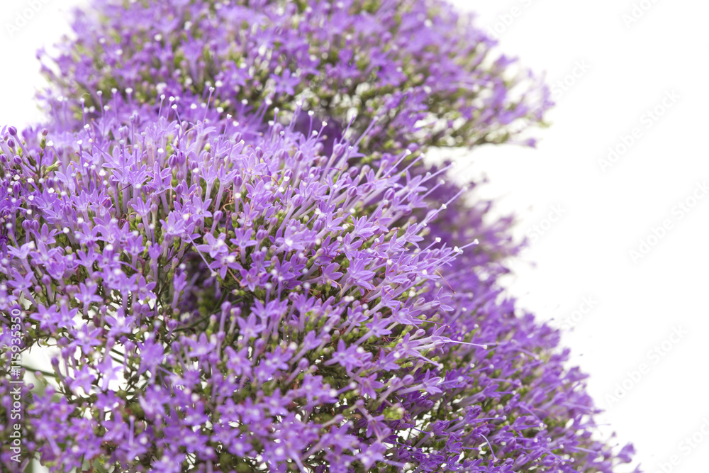 Fototapeta premium light purple pentas flowers isolated on white