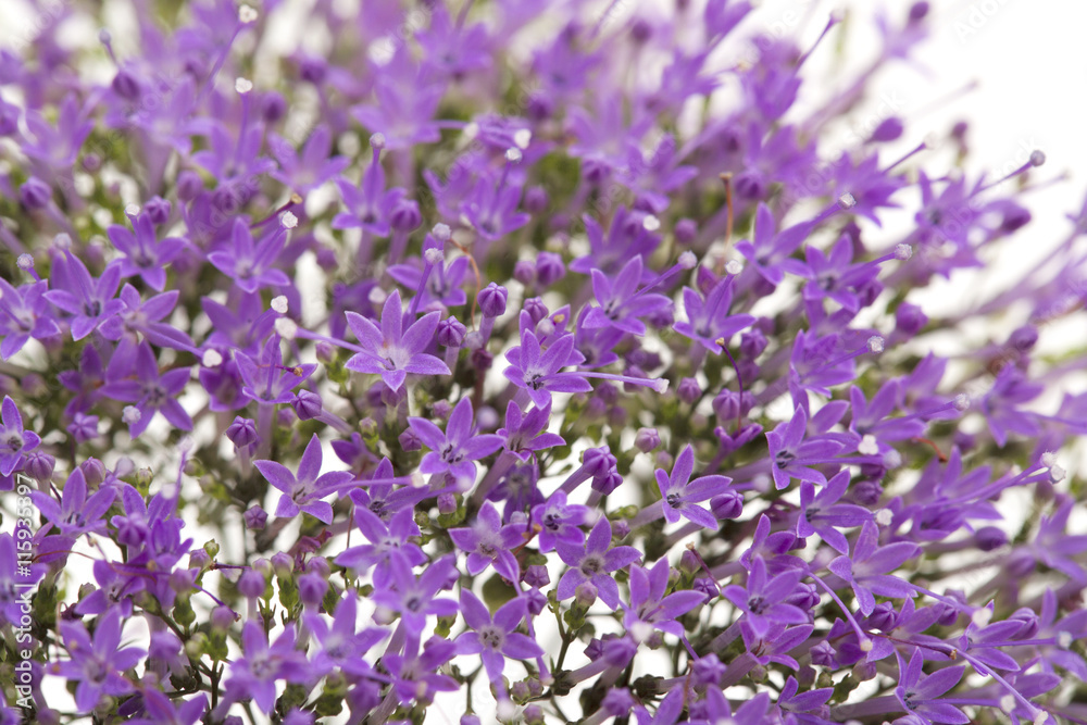 light purple pentas flowers