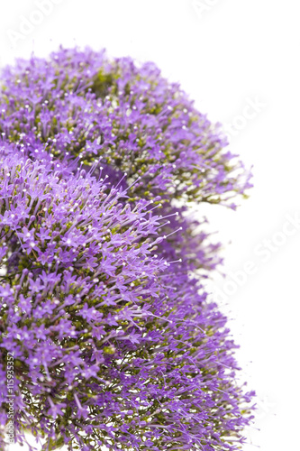 light purple pentas flowers isolated on white photo