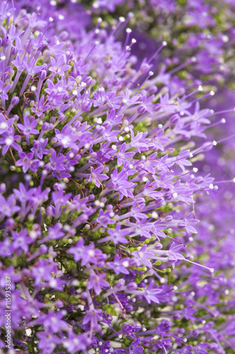 light purple pentas flowers