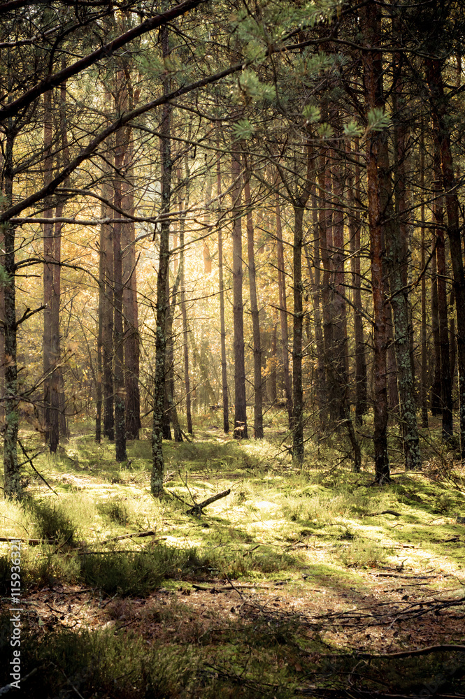 Fototapeta premium forest