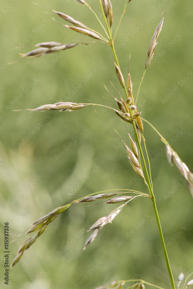 Fototapeta premium Flowers with pollen of meadow plants.