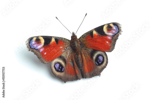 European Peacock (Inachis io) isolated on white