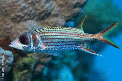 Sammara squirrelfish photo