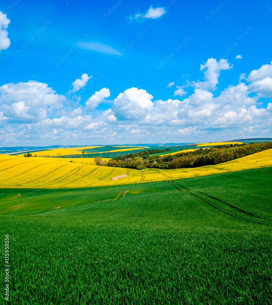 Fototapeta premium Wavy meadows spring landscape in South Moravia, Czech Republic