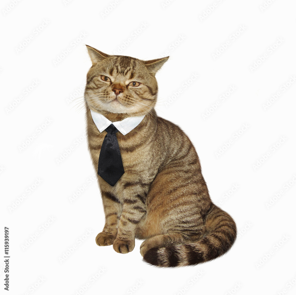 Fototapeta premium Cat in tie.