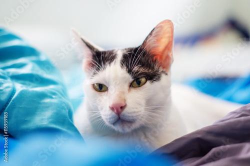 Cute black and white cat.