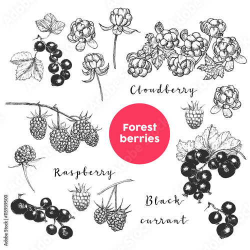 Hand drawn forest berries