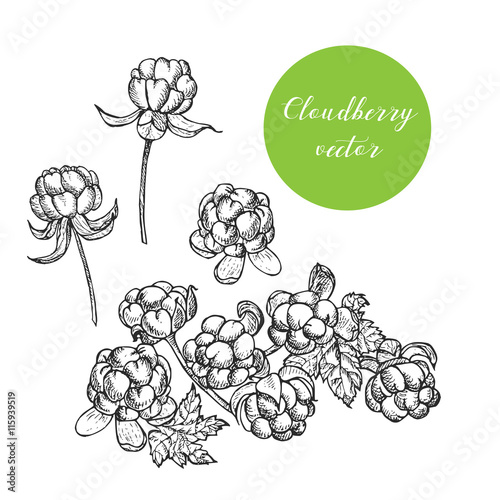 Hand drawn cloudberry set in vector