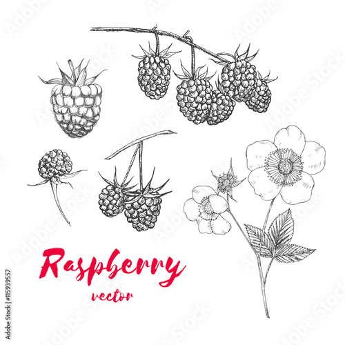 Hand drawn raspberries set
