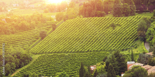 vineyards of the Veneto valleys