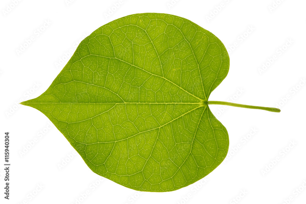 Obraz premium Green leaf close up isolated