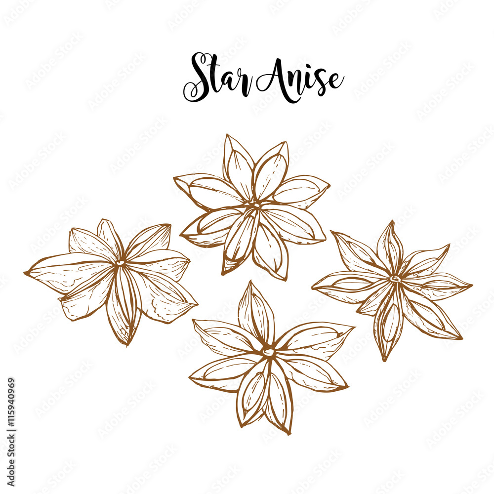 Hand drawn star anise