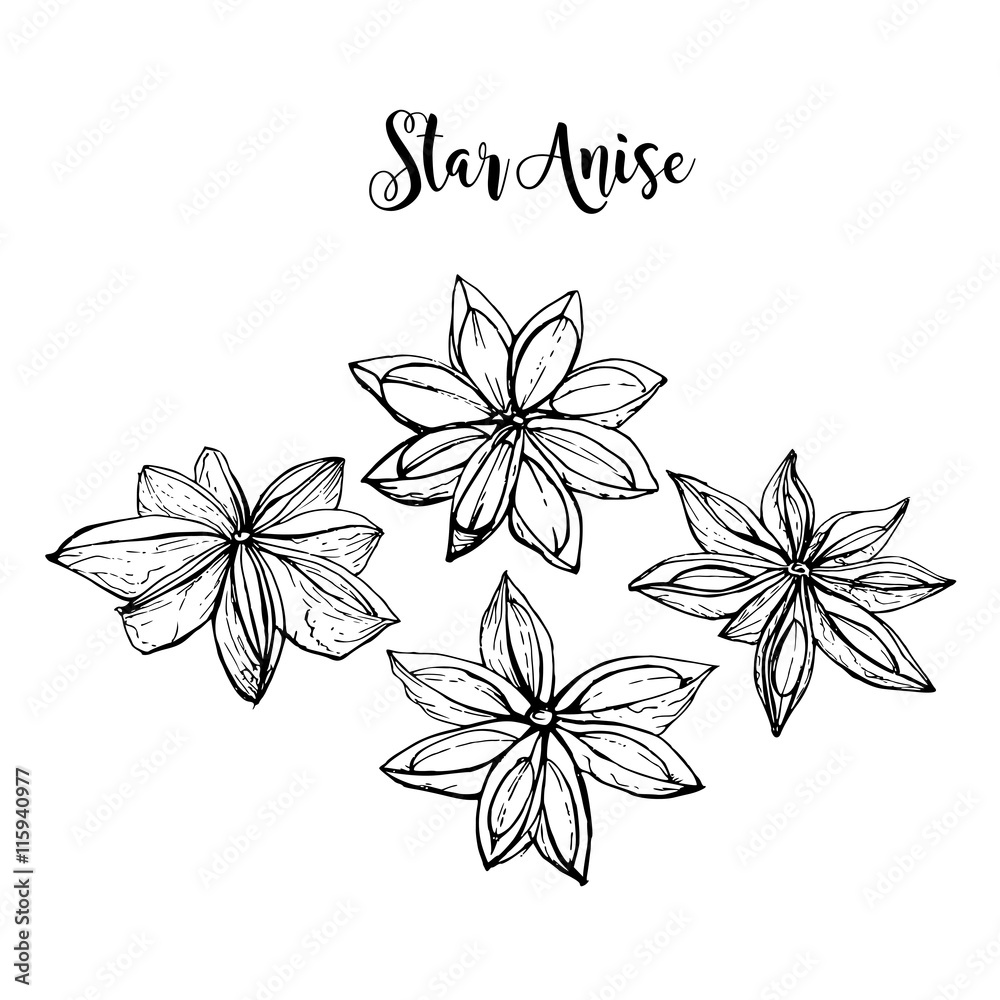 Obraz premium Hand drawn star anise