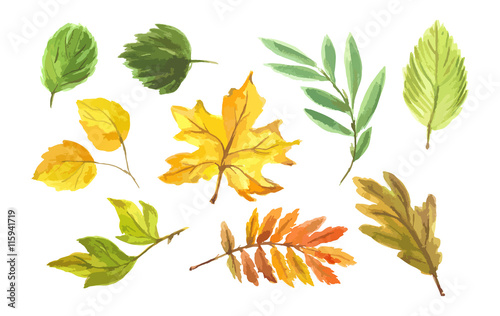 Watercolor hand drawn fall leaves set. Beautiful herbarium for backdrop and decoration. Season colors like red, orange, yellow and green.