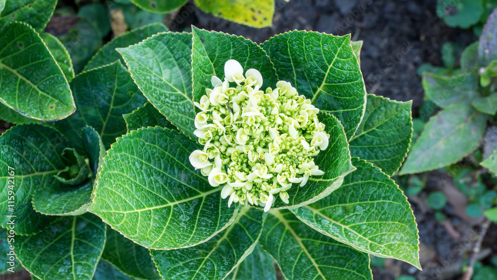 white hydrangea in the garden. white hydrangea in the garden.