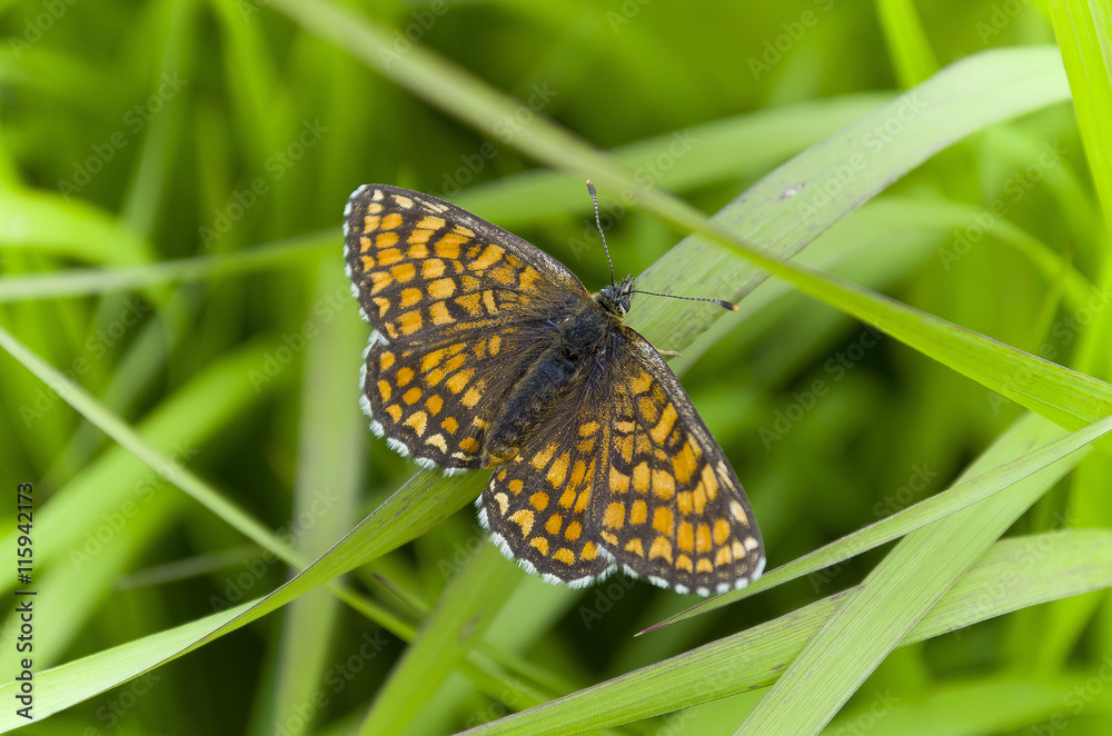 Obraz premium butterfly