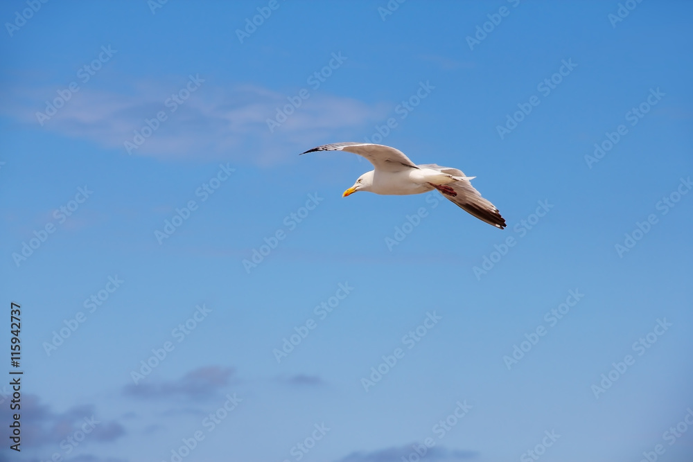 Flying seagull Flying seagull