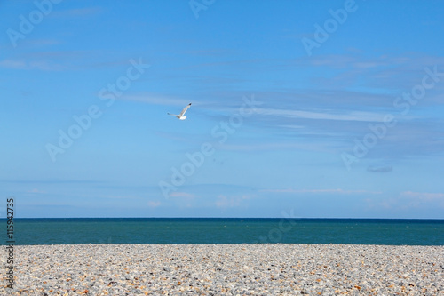 Seagulls on pebble beach