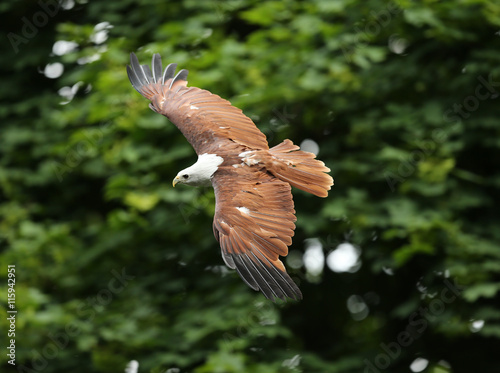 Close up of a Brahiminy Kite in flight photo