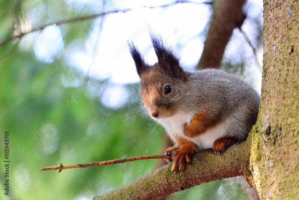 Round squirrel in a tree Round squirrel in a tree