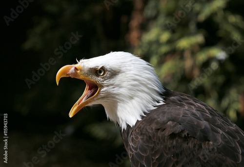 Close up of a Bald Eagle calling