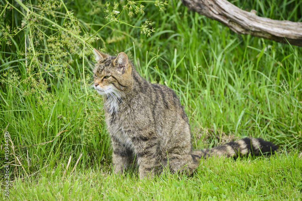 Beautiful Scottish Wildcat posturing on tree in Summer sunlight Beautiful Scottish Wildcat posturing on tree in Summer sunlight