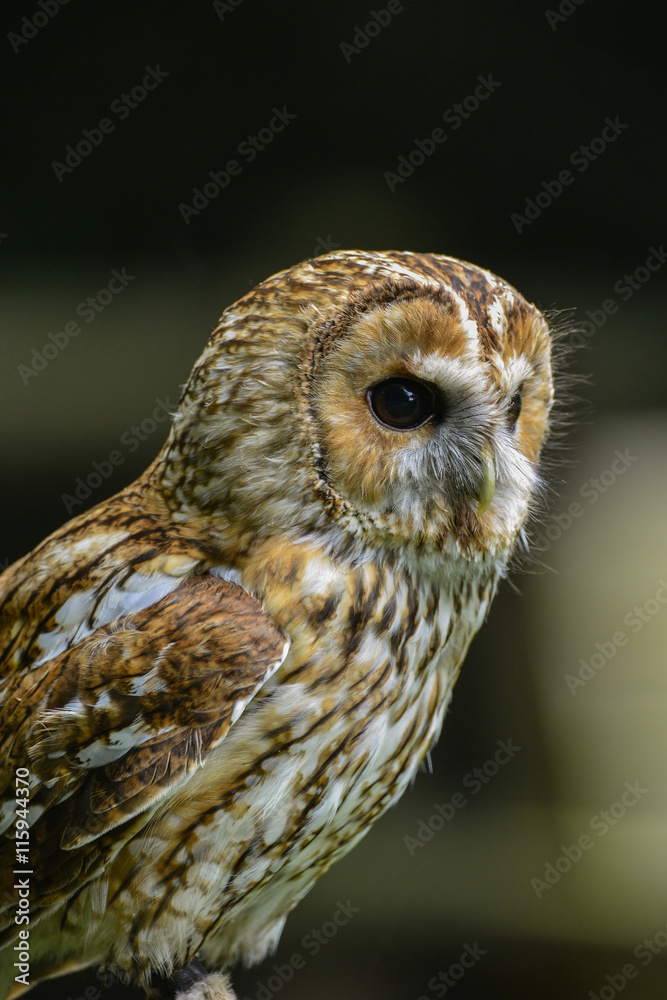Fototapeta premium Stunning portrait of Tawny Owl Strix Aluco