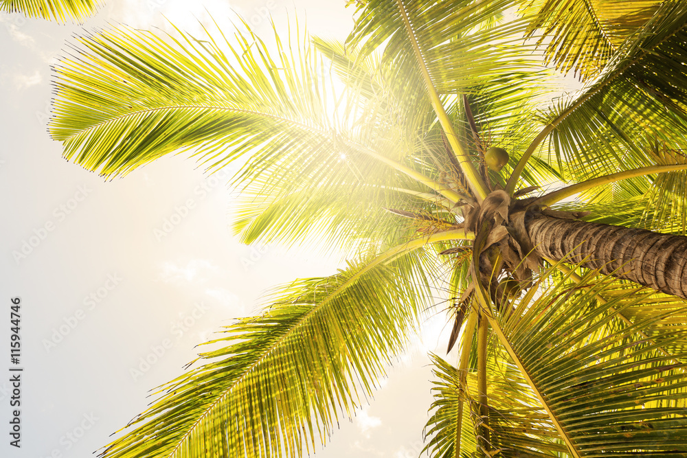 Fototapeta premium Coconut palm trees perspective view