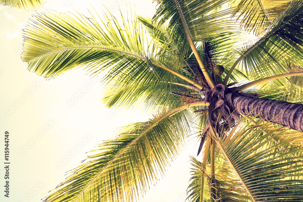 Coconut palm trees perspective view Coconut palm trees perspective view