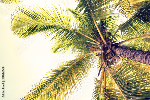 Coconut palm trees perspective view © preto_perola