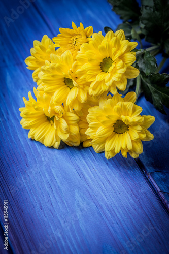 Yellow chrysanthemum flowers