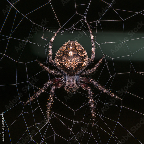 Orb Weaver Spider - Neoscona arabesca 