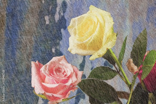 A yellow and pink Rose