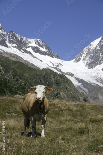 cows in the Switzerland mountains