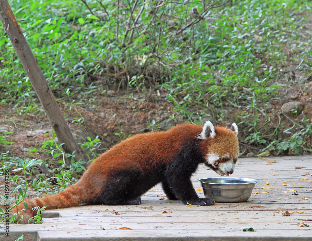 Fototapeta premium Red panda in park of Chengdu