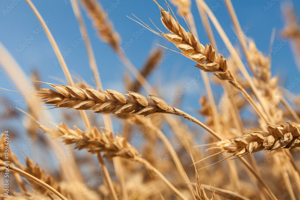 wheat field . harvesting. wheat harvest in the field. ripe wheat. wheat field . harvesting. wheat harvest in the field. ripe wheat.