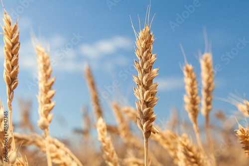 wheat field . harvesting. wheat harvest in the field. ripe wheat