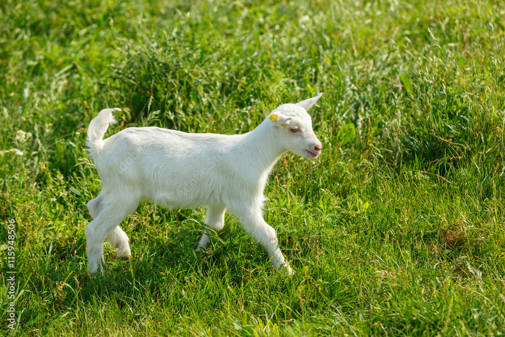 Young goating on a pasture Young goating on a pasture