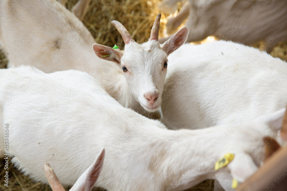Obraz premium Goatlings on animal farm